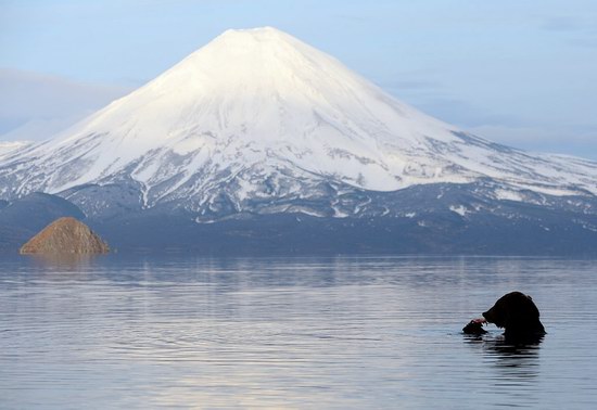 Bears in the South Kamchatka Wildlife Sanctuary, Russia, photo 13