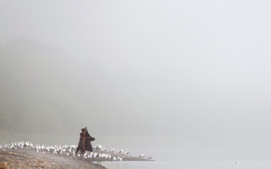 Bears in the South Kamchatka Wildlife Sanctuary, Russia, photo 15