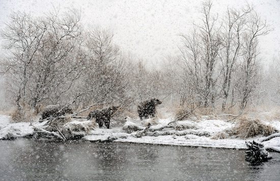 Bears in the South Kamchatka Wildlife Sanctuary, Russia, photo 2