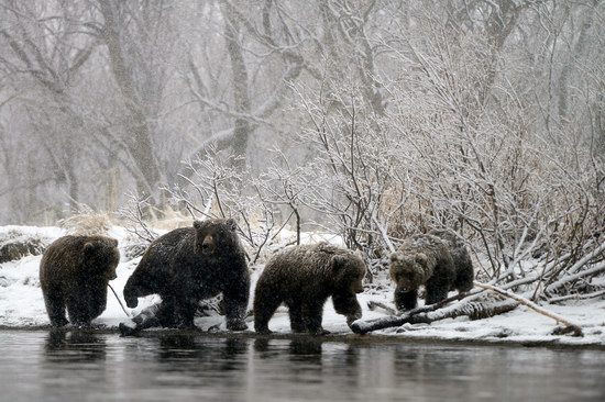 Bears in the South Kamchatka Wildlife Sanctuary, Russia, photo 3