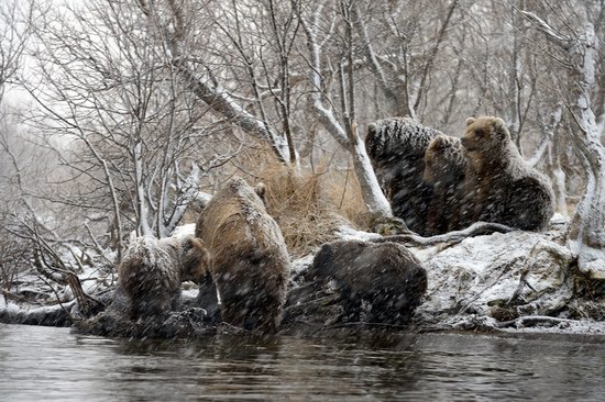 Bears in the South Kamchatka Wildlife Sanctuary, Russia, photo 4