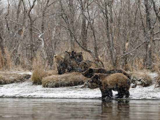 Bears in the South Kamchatka Wildlife Sanctuary, Russia, photo 5