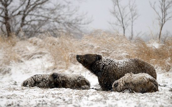 Bears in the South Kamchatka Wildlife Sanctuary, Russia, photo 6