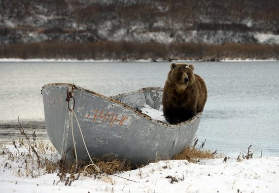 Bears in the South Kamchatka Wildlife Sanctuary, Russia, photo 7