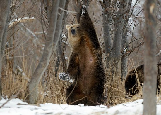 Bears in the South Kamchatka Wildlife Sanctuary, Russia, photo 8