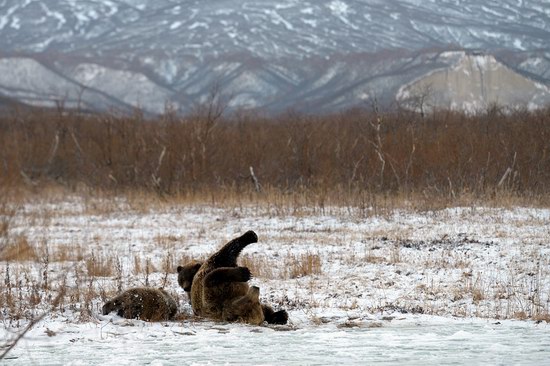 Bears in the South Kamchatka Wildlife Sanctuary, Russia, photo 9