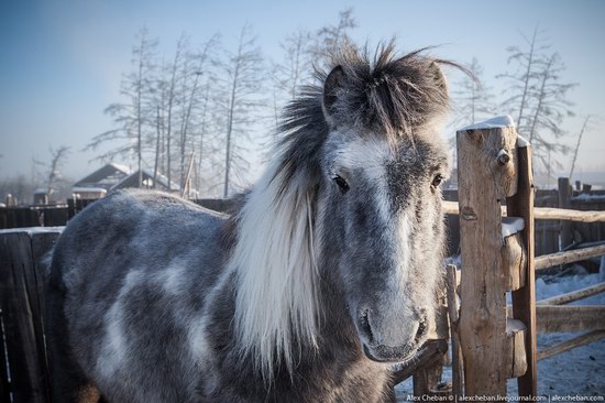 Living in frosty Yakutia, Russia, photo 1