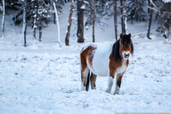 Living in frosty Yakutia, Russia, photo 10