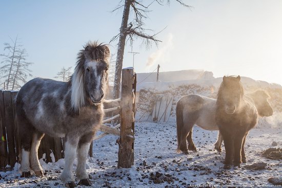 Living in frosty Yakutia, Russia, photo 14