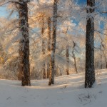 Russian winter forest from a fairy tale