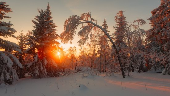 Russian winter forest from a fairy tale, photo 8