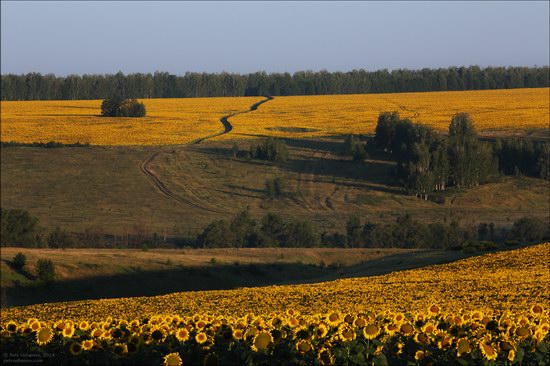 Blooming sunflowers, Lipetsk region, Russia, photo 1