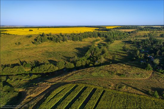 Blooming sunflowers, Lipetsk region, Russia, photo 10