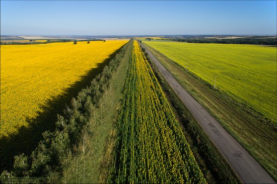 Blooming sunflowers, Lipetsk region, Russia, photo 11