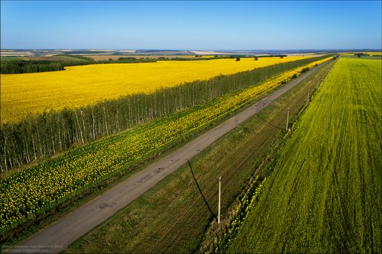 Blooming sunflowers, Lipetsk region, Russia, photo 12