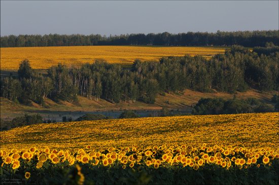 Blooming sunflowers, Lipetsk region, Russia, photo 2