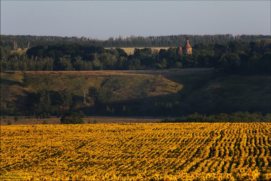 Blooming sunflowers, Lipetsk region, Russia, photo 3