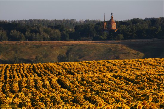 Blooming sunflowers, Lipetsk region, Russia, photo 4