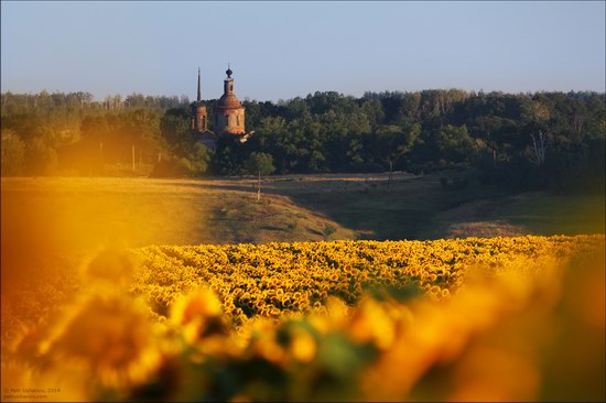 Blooming sunflowers, Lipetsk region, Russia, photo 5