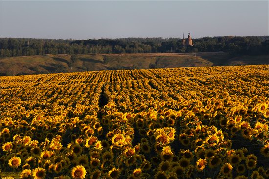 Blooming sunflowers, Lipetsk region, Russia, photo 6