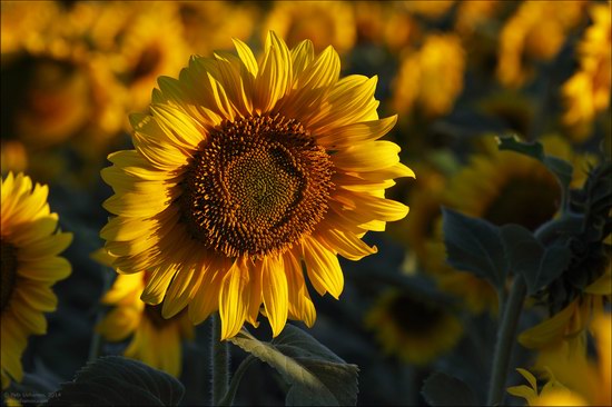 Blooming sunflowers, Lipetsk region, Russia, photo 7