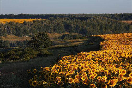 Blooming sunflowers, Lipetsk region, Russia, photo 8