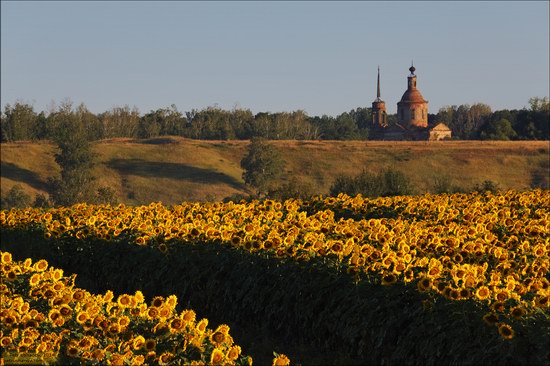 Blooming sunflowers, Lipetsk region, Russia, photo 9