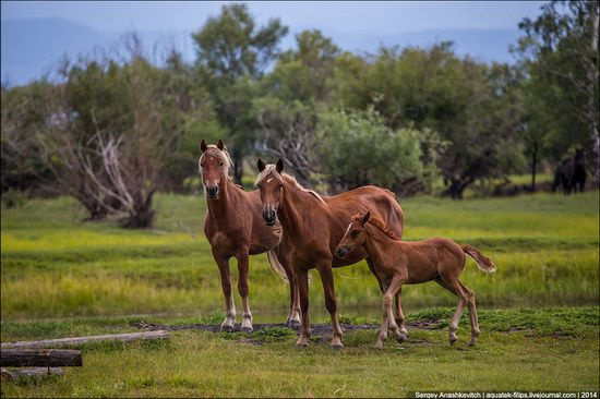 Zabaykalye prairie, Buryatia Republic, Russia, photo 8