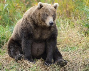 South Kamchatka Reserve – the most bearish place in Russia · Russia ...