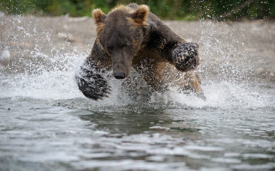 South Kamchatka Reserve bears, Russia, photo 2