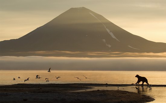 South Kamchatka Reserve bears, Russia, photo 3