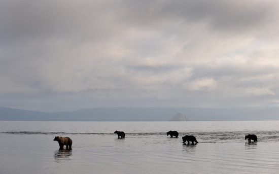 South Kamchatka Reserve bears, Russia, photo 4