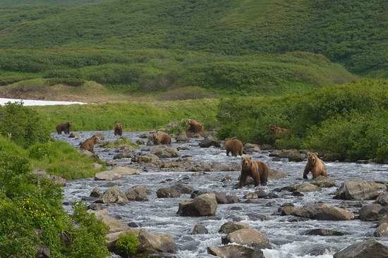 South Kamchatka Reserve bears, Russia, photo 5