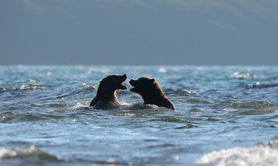 South Kamchatka Reserve bears, Russia, photo 6