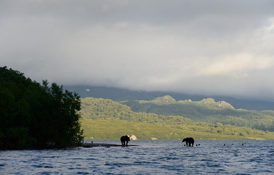 South Kamchatka Reserve bears, Russia, photo 7