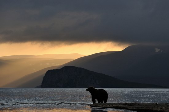 South Kamchatka Reserve bears, Russia, photo 8