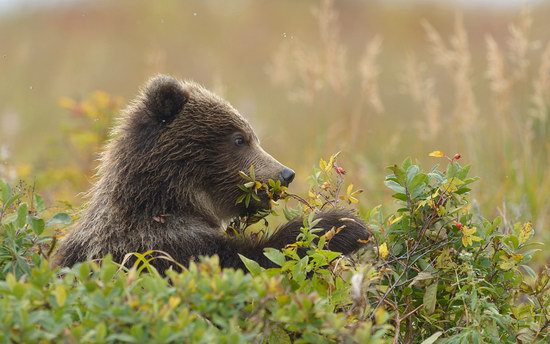 South Kamchatka Reserve bears, Russia, photo 9