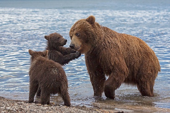 Kurilskoye Lake bears, Kamchatka, Russia, photo 20