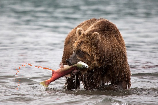 Kurilskoye Lake bears, Kamchatka, Russia, photo 22