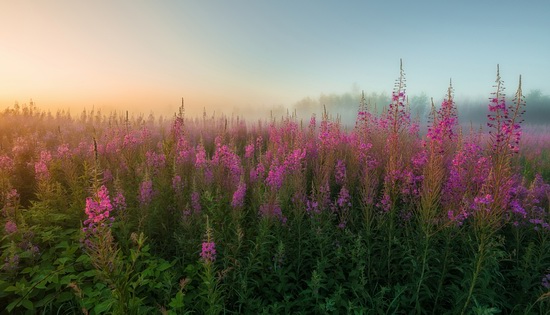 Yaroslavl region nature, central Russia, photo 14