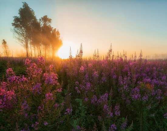 Yaroslavl region nature, central Russia, photo 15