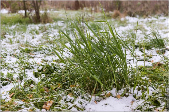 The first snow in the village of Blagoveshchenye, Moscow region, Russia, photo 3