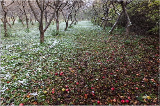 The first snow in the village of Blagoveshchenye, Moscow region, Russia, photo 4