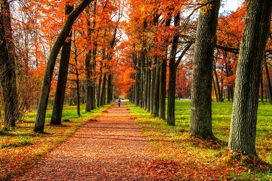 Golden Autumn in Tsarskoye Selo, St. Petersburg, Russia, photo 4