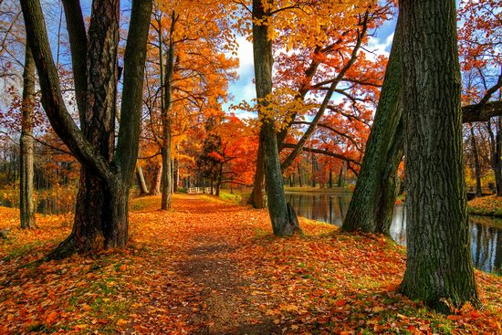 Golden Autumn in Tsarskoye Selo, St. Petersburg, Russia, photo 6