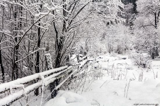 Snowy winter on Lake Teletskoye, Russia, photo 2