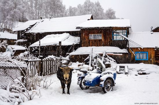 Snowy winter on Lake Teletskoye, Russia, photo 4