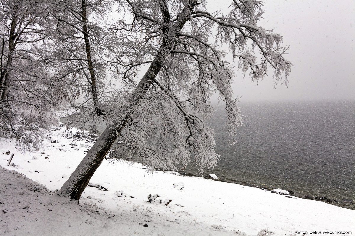 Словно пеленою. Телецкое озеро снег.. Поклонная сосна на Телецком озере. Чудское озеро зимой. Арктика снег.