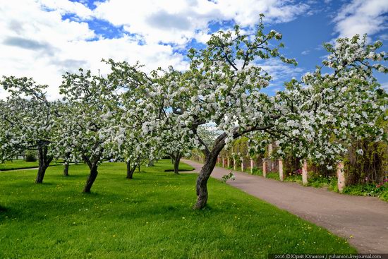 Spring in Peterhof museum, St. Petersburg, Russia, photo 17