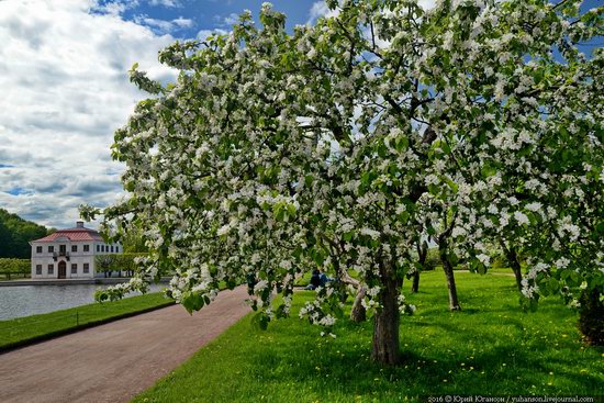 Spring in Peterhof museum, St. Petersburg, Russia, photo 19